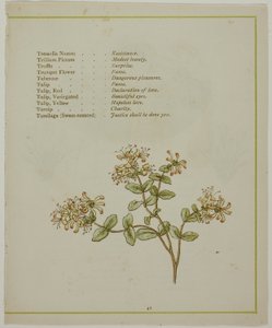 Valerian Volkamenián keresztül, A virágok megvilágított nyelvéből alkotó: Kate Greenaway