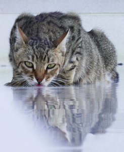 Cool Cat, 2022, fénykép