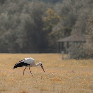 Heron Pagoda, 2021 (fotó) alkotó: Katha Wood