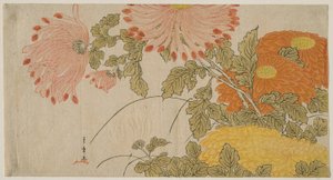 Krizantém, 1780 körül (színes fatömbnyomat; surimono) alkotó: Katsukawa Shunsho