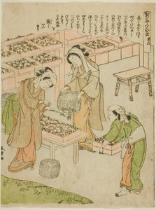 6. tábla (Az újonnan fonott gubók vizsgálata), a "Kaiko Yashinai-gusa" sorozatból alkotó: Katsukawa Shunsho