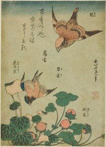 Bikafejű zsellérek és kékmadár, szaxifrage és vadeper (mozu, ruri, yukinoshita, hebi-ichigo) virágok és madarak cím nélküli sorozatából alkotó: Katsushika Hokusai
