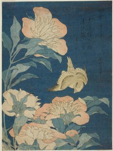 Kanári és bazsarózsa (kanári, shakuyaku), a virágok és madarak cím nélküli sorozatából alkotó: Katsushika Hokusai