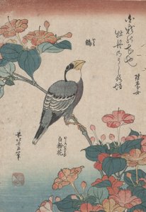 Grosbeak a Mirabilisen, a Small Flowers nevű sorozatból alkotó: Katsushika Hokusai