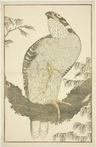 Hawk, Hokusai valósághű festményeinek képeskönyvéből (Hokusai shashin gafu) alkotó: Katsushika Hokusai