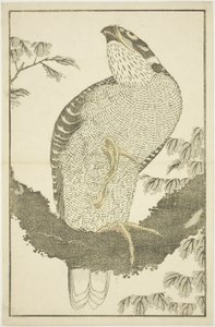 Hawk, Hokusai valósághű festményeinek képeskönyvéből (Hokusai shashin gafu) alkotó: Katsushika Hokusai