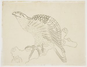 Hawk on a Branch (tanulmány) alkotó: Katsushika Hokusai