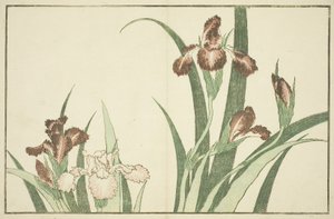 Iris, Hokusai valósághű festményeinek képeskönyvéből alkotó: Katsushika Hokusai