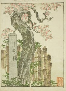 Komachi cseresznyefa (Komachi zakura), a "Keleti mulatságok képeskönyve (Ehon Azuma asobi)" című illusztrált könyvből alkotó: Katsushika Hokusai