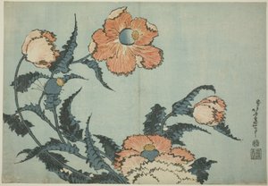 Pipacsok, egy névtelen virágsorozatból alkotó: Katsushika Hokusai