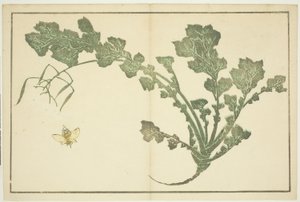 Darázs- és fehérrépaszár, a "Hokusai valósághű festmények képeskönyvéből (Hokusai shashin gafu)" alkotó: Katsushika Hokusai