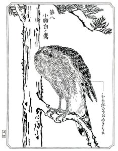 Egy sólyom, 1898. alkotó: Kawanabe Kyosai