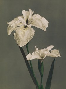 Iris Kaempferi, 1896 (kézzel színezett kollotípus)