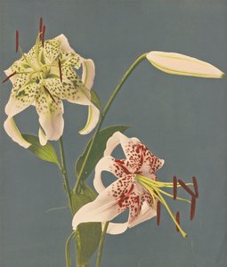 Liliomok, 1897 (kézzel színezett kollotípus)
