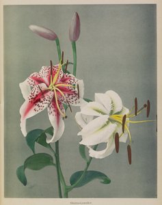 Lily