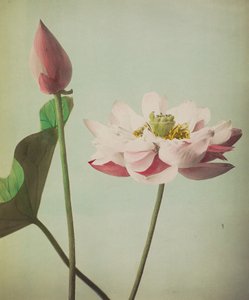 Lotus, 1896 (kézzel színezett kollotípus)
