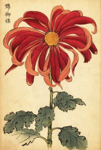Hibrid skarlát és rózsaszín krizantém.,1893 (metszet) alkotó: Keika Hasegawa