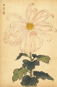 Hibrid fehér és rózsaszín krizantém.,1893 (metszet) alkotó: Keika Hasegawa