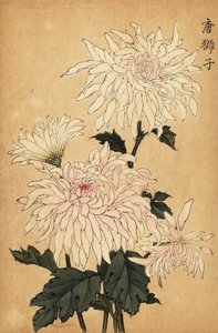 Hibrid fehér krizantém, Chrysanthemum indicum. ,1893 (metszet)