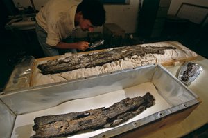 Dr. Matthew Adams laboratóriumban vizsgálja a fa csónakdeszkát, keményfa, nem cédrus, Abydos, Egyiptom, 2005 (fotó) alkotó: Kenneth Garrett