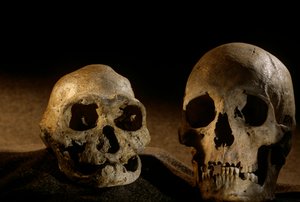 Homo erectus koponya, fogatlan és modern emberi koponya, Dmanisi alkotó: Kenneth Garrett