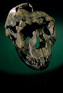 Turkana Boy, Kenya, West Turkana, Turkana-tó, KNMER-WT15000, H. erectus, Nariokotome..., 2008 (fénykép) alkotó: Kenneth Garrett