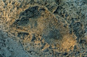 emberszerű lábak, Laetoli nyomok, DOH; The First Steps,3,6 millió éves, lábnyom... alkotó: Kenneth Garrett
