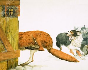 Egy collie kutya elkerget egy rókát