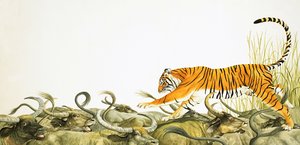 Egy tigris fut a bivalyok hátán.