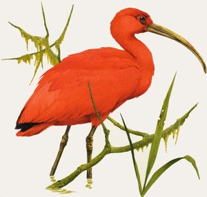 I mint Ibis alkotó: Kenneth Lilly
