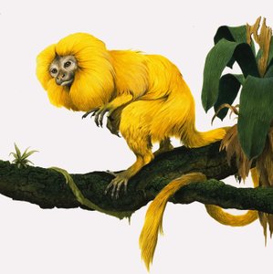 M mint Marmoset