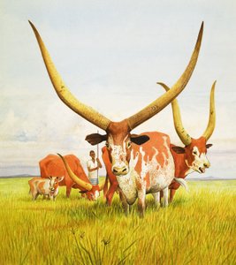 A leghosszabb szarvak! ... Az ugandai Bahima hosszúszarvú szarvasmarhákhoz tartoznak.
