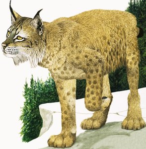 A Lynx
