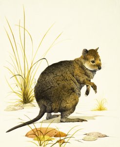 Az ausztráliai quokka, a wallaby egy fajtája.