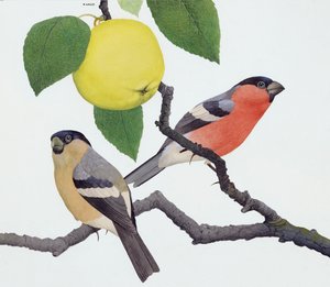A bölömbika (gouache, papír)