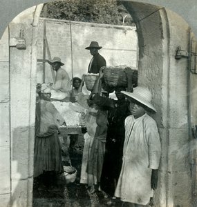 Friss kakaó a hüvelyből, Dominika, B.W.I., 1893. alkotó: Keystone View Company