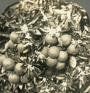 Narancsvirágok és érett narancsok, amelyek ugyanazon a fán nőnek, Kalifornia, 1900. alkotó: Keystone View Company