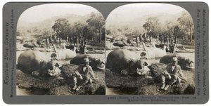 Egy reggeli vízilóvadászat eredménye a Mlembo folyón, Rhodesia, Afrika, 1910 alkotó: Keystone View Company