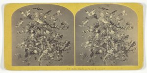 Birds of New England, 185575. Alkotók: Kilburn Brothers, BW Kilburn.