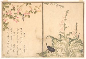  alkotó: Kitagawa Utamaro