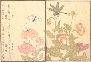 Rfly által eltalált D Ragon fly Kagero r Dragonfly, 1788. alkotó: Kitagawa Utamaro