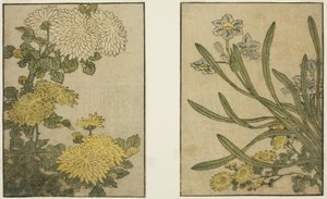 Krizantém és nárcisz, a "Képeskönyv: A négy évszak virágai (Ehon shiki no hana)" című illusztrált könyvből. 2 alkotó: Kitagawa Utamaro