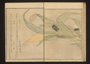 Kabóca és pók kukoricán alkotó: Kitagawa Utamaro