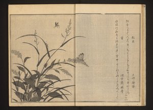Tücsök és szentjánosbogarak sokszögön és már alkotó: Kitagawa Utamaro
