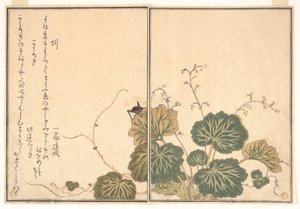  alkotó: Kitagawa Utamaro