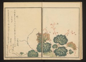 Giliszta és fekete tücsök a kúszó szaxifragen alkotó: Kitagawa Utamaro