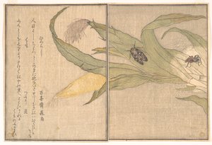  alkotó: Kitagawa Utamaro