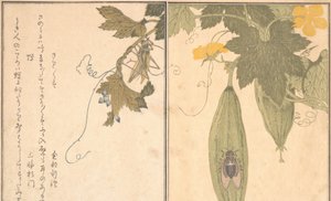 G Rashopper szöcske, fél-Kada. .. .. , 1788. alkotó: Kitagawa Utamaro