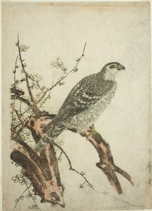 Sólyom szilvaágon alkotó: Kitagawa Utamaro