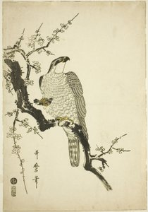 Sólyom szilvaágon alkotó: Kitagawa Utamaro
